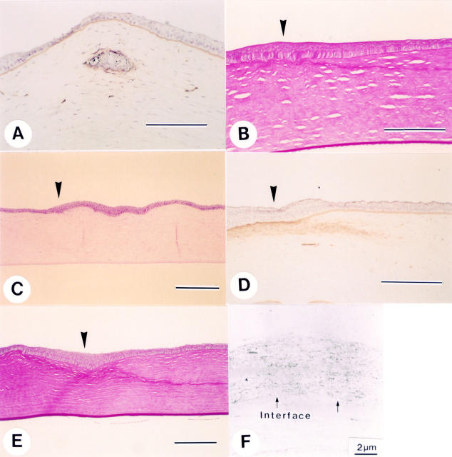 Figure 2  