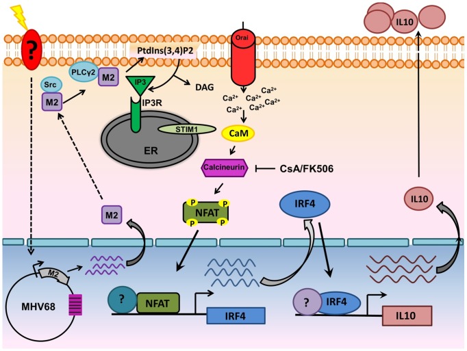 Figure 10