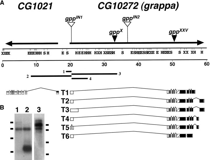 Figure 4.—