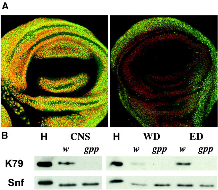 Figure 5.—