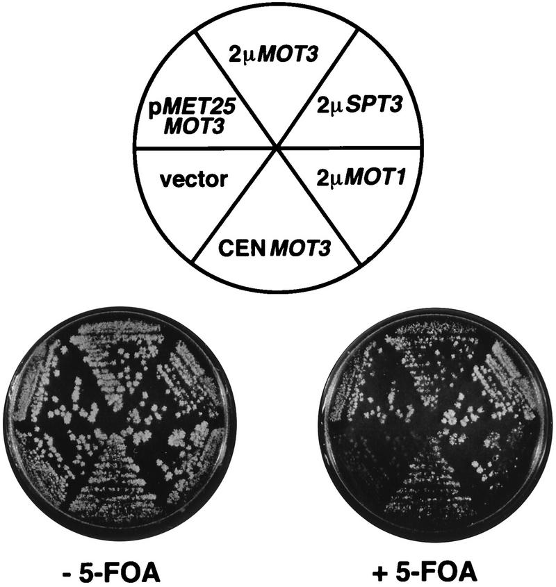 FIG. 1