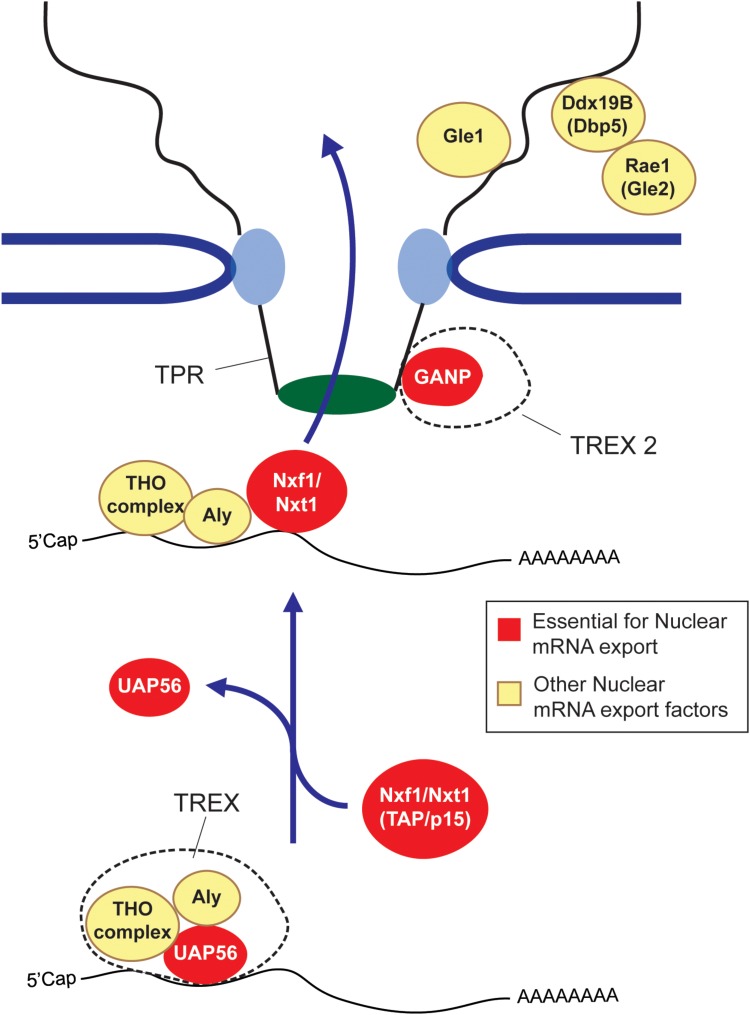 FIGURE 1