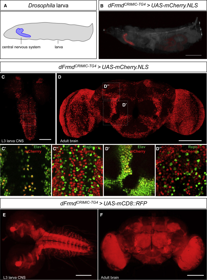 Figure 3