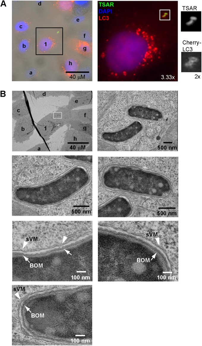 FIG 4 