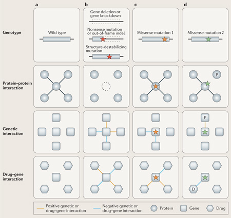 Understanding the consequences of mutations using network biology