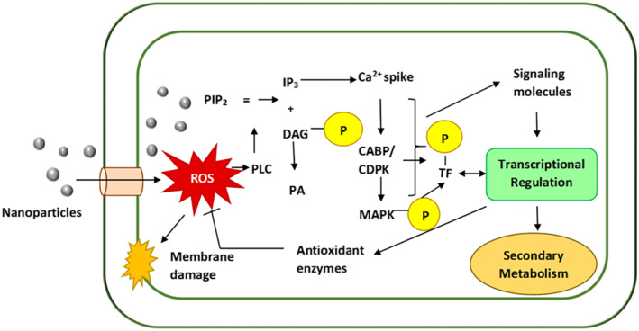 FIGURE 4