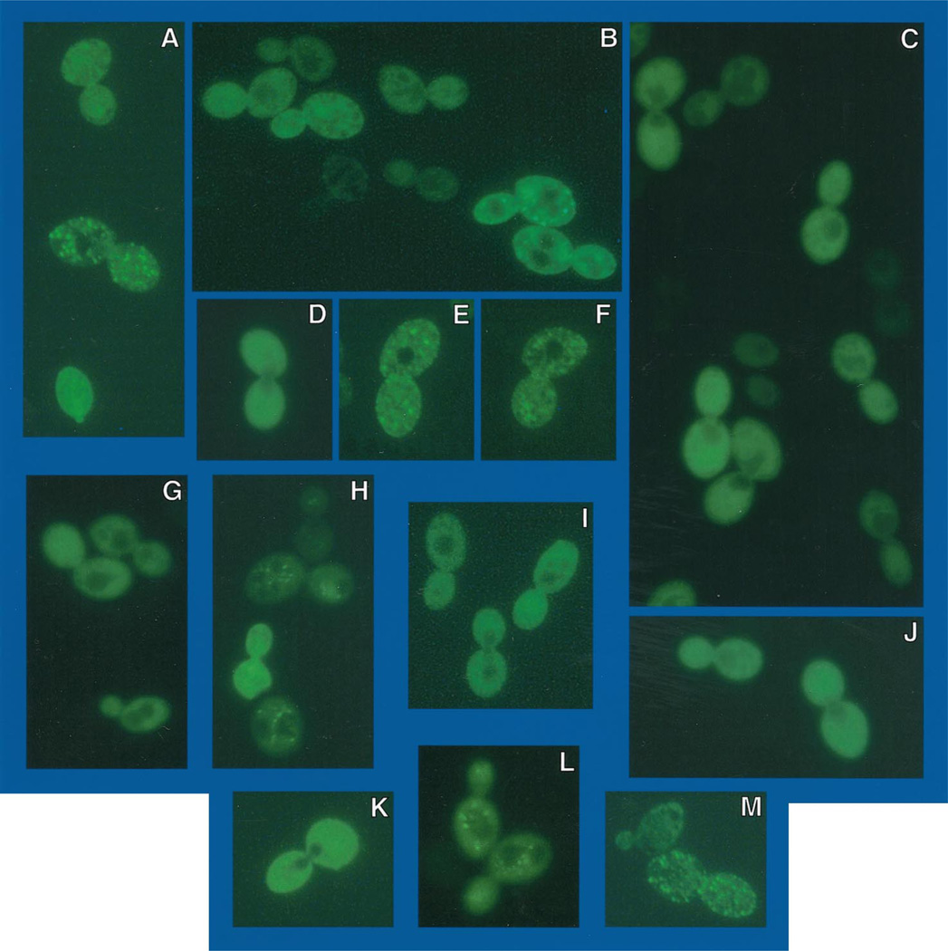 Fig. 10