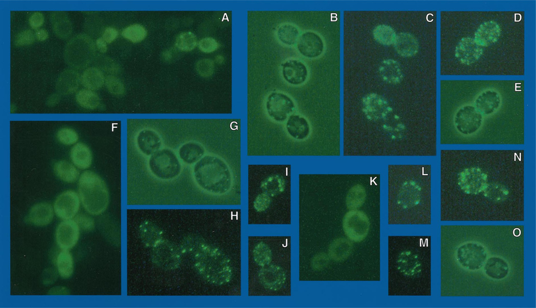 Fig. 9