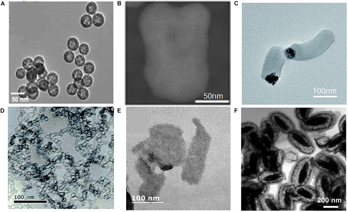 FIGURE 2