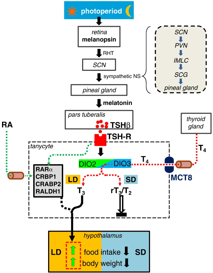 Fig. 2