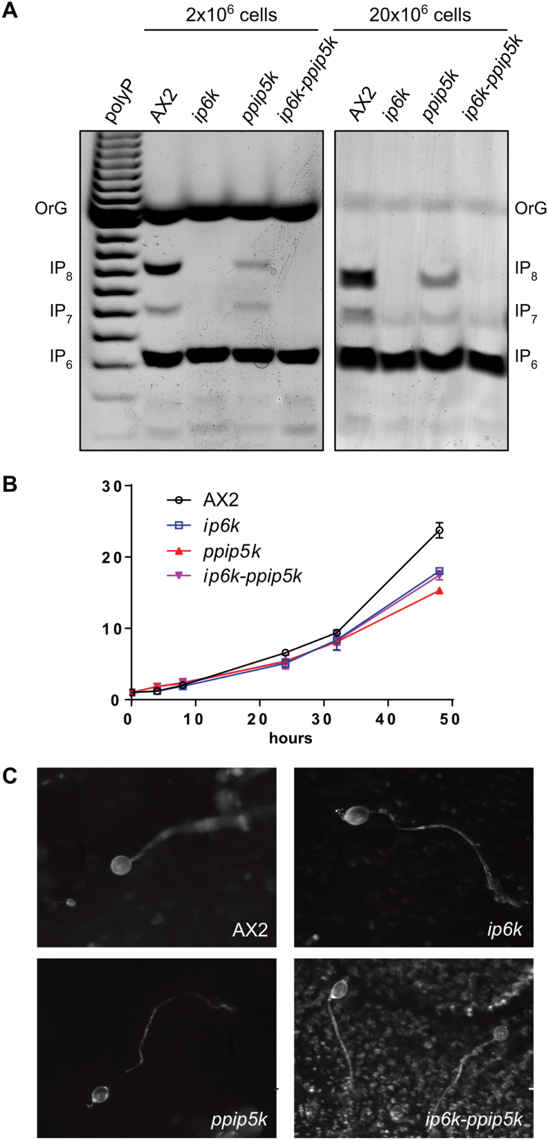 Fig. 4