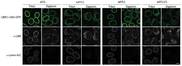 Figure 4—figure supplement 3.