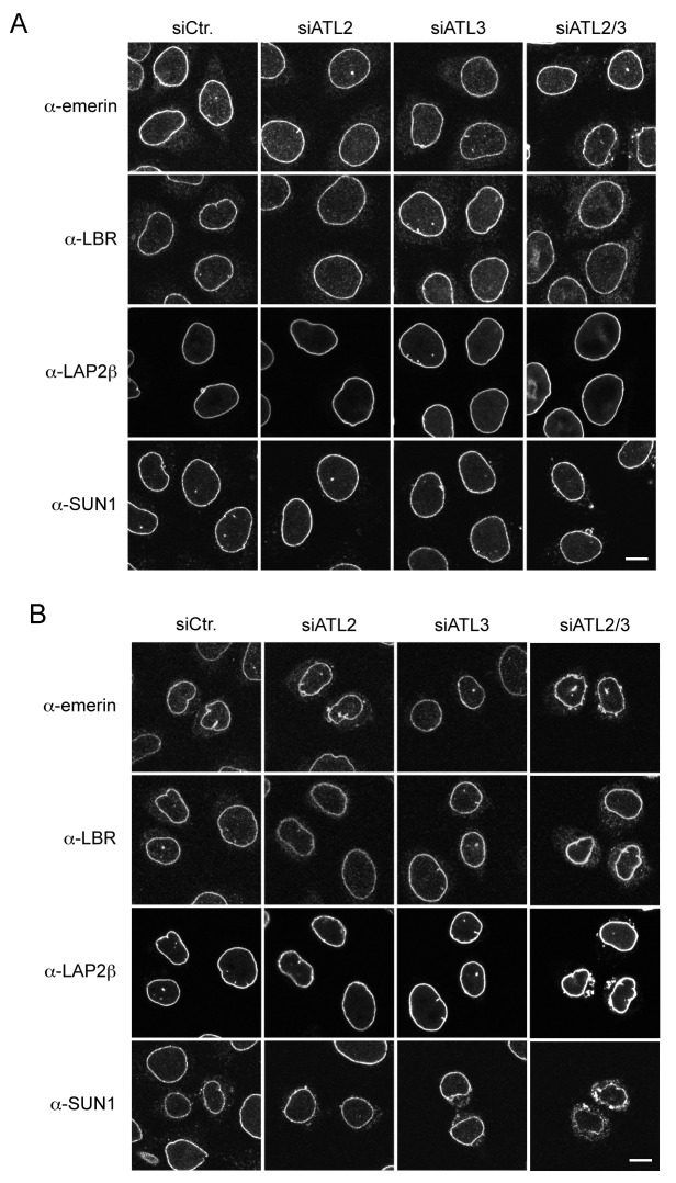 Figure 6—figure supplement 2.