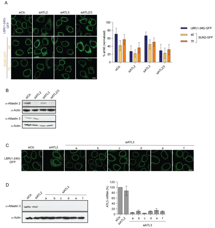 Figure 4—figure supplement 1.