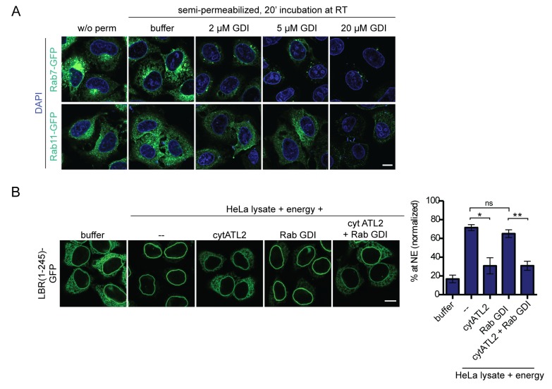 Figure 5—figure supplement 1.