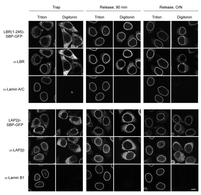 Figure 6—figure supplement 1.