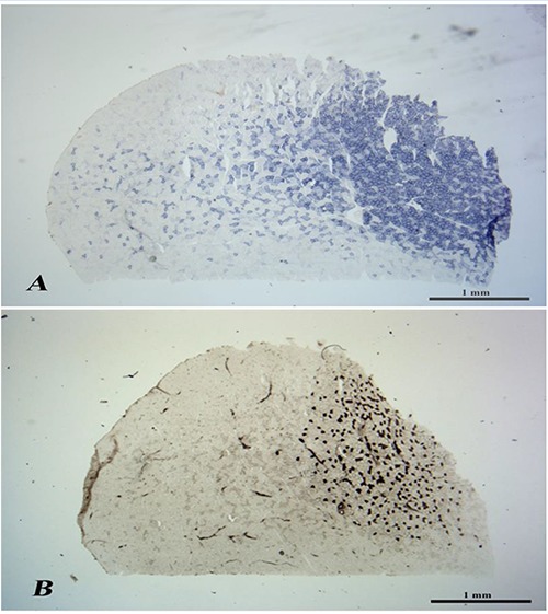 Fig 1.