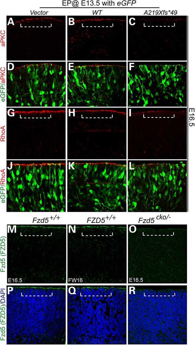 Figure 5.