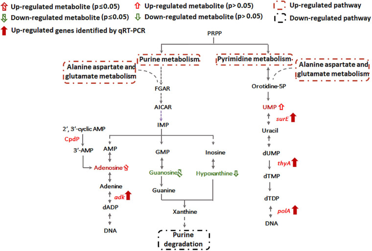 FIGURE 4