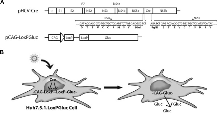 FIG 1