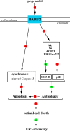 FIGURE 11