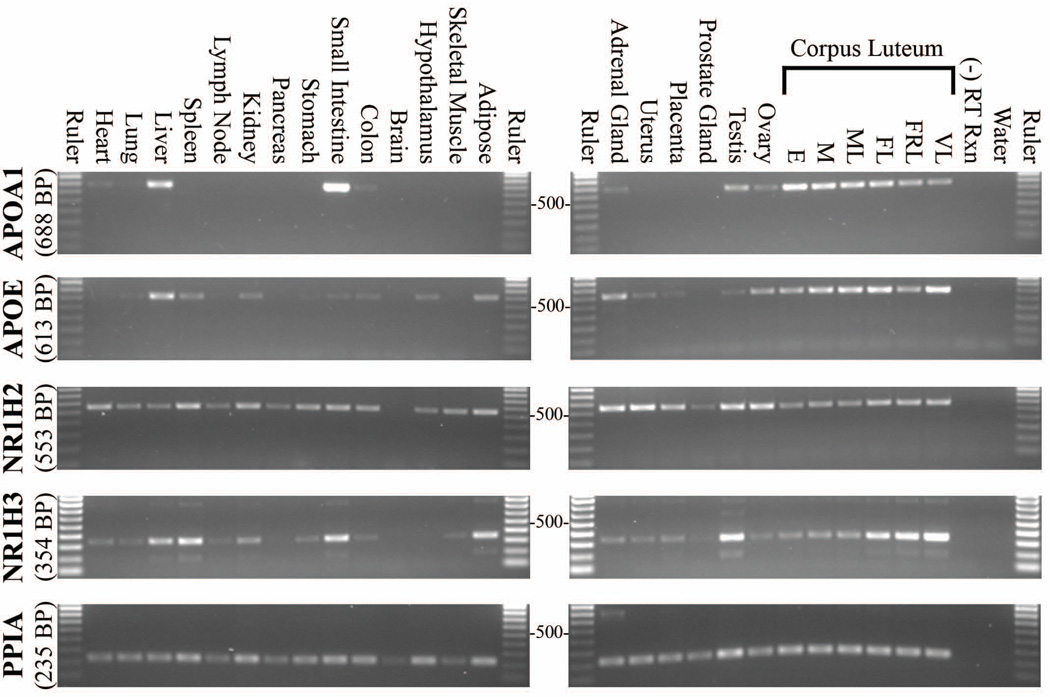 Figure 7