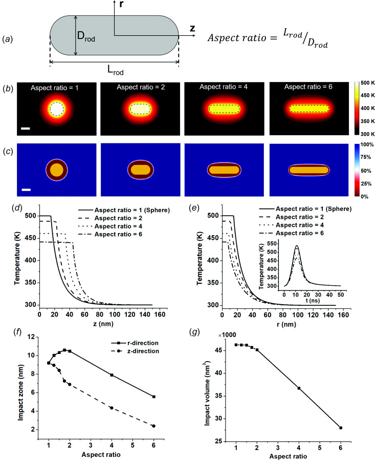 Effect of particle shape on molecular hyperthermia. (a) Geometry of gold nanorod (AuNR). Aspect ratio is defined as the ratio between length and radius of rod. All AuNRs in this study have the same volume. (b) Temperature distribution around AuNRs with different aspect ratios. (c) Protein activity distribution around AuNRs. 100% indicates all proteins are intact and 0% indicates all proteins are inactivated, the boundary of impact zone (50%) is shown in white color. (d) Temperature distribution in the axial direction for AuNRs with different aspect ratios. (e) Temperature distribution in the radial direction for AuNRs with different aspect ratios. Insert is gold temperature profile as a function of time. (f) Impact zone changes with aspect ratio in the axial and radial directions. (g) Impact volume for AuNRs with different aspect ratios.