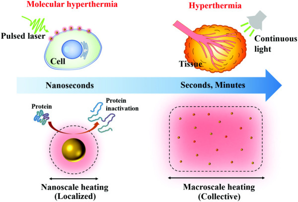 Comparison between molecular hyperthermia and hyperthermia. Molecular hyperthermia utilizes a nanosecond laser pulse to generate nanoscale heating (localized heating) and inactivate proteins without killing cells. On the other hand, hyperthermia uses macroscale heating (collective heating) of plasmonic nanoparticles induced by continuous irradiation (seconds to minutes) to kill tumor tissue.