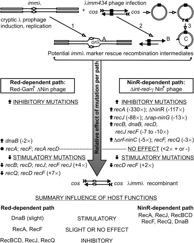 Figure 3.—