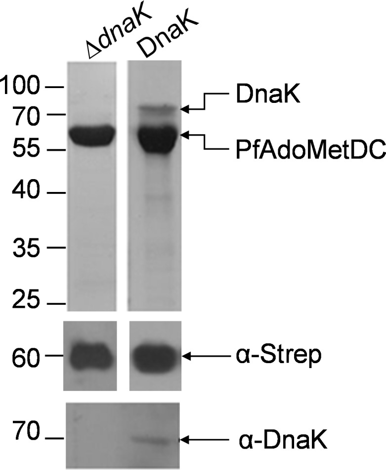 Fig 5