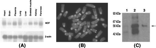 FIG. 1.