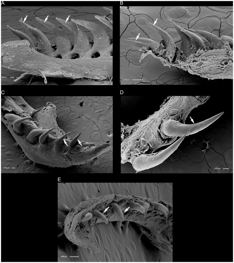 Fig 30