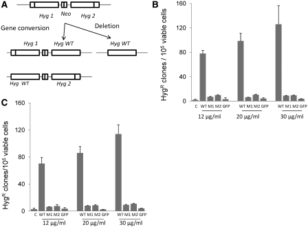 Figure 2.