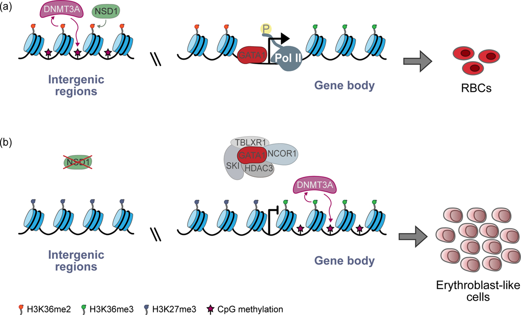 Figure 2: