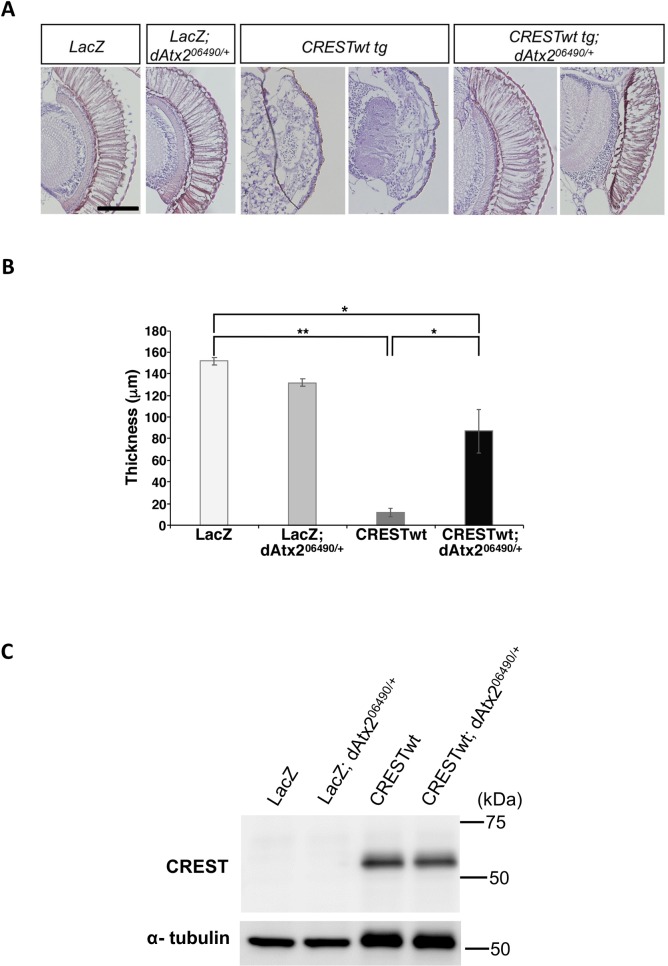 Fig 7