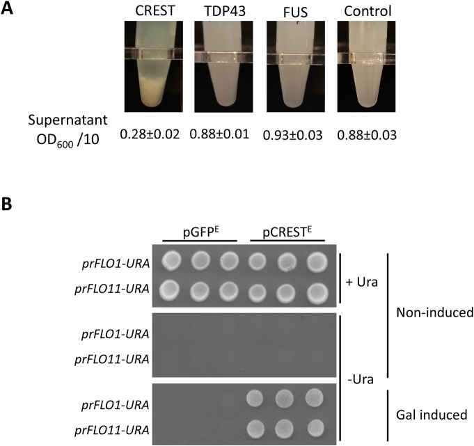 Fig 5