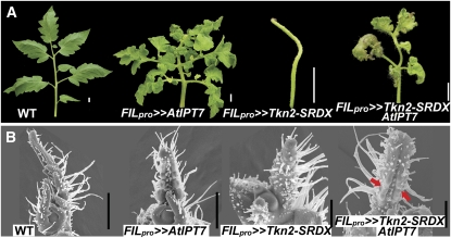 Figure 7.