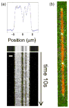 Figure 61