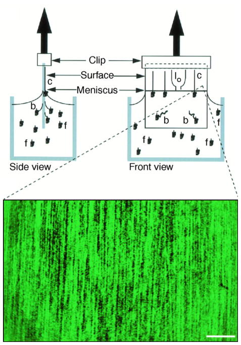 Figure 55