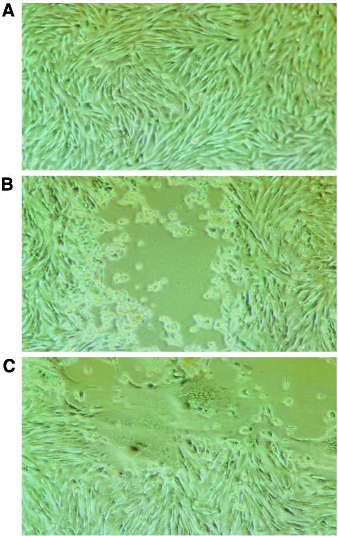 FIG. 7