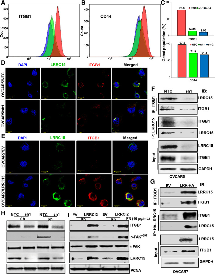 Figure 5. β1-integrin–LRRC15 interaction activates the FAK signaling. A and B, OVCAR5 NTC, sh1, and sh2 cells were grown in fibronectin-coated plates for 24 hours, followed by flow cytometry analysis against fluorescently tagged ITGB1 and CD44. C, Percent of cells with positive signal was plotted. D and E, Colocalization studies between LRRC15 (green) and ITGB1 (red) in the OVCAR5 NTC and sh1 cells (D) and in the OVCAR7 EV and LRRCl5 cells (E) were evaluated using the confocal imaging. DAPI was used to stain the nucleus and the merged images are represented in both the cases. Scale bar, 10 μm. F, OVCAR5 NTC and sh1 cell extracts were immunoprecipitated with anti-ITGB1 and the coprecipitated LRRC15 was detected by Western blot analysis and vice versa. G, Similar immunoprecipitation studies were performed in the OVCAR7 EV and LRRC15 overexpressing cells. GAPDH was used as a loading control in both the cases. H, NTC and sh1 OVCAR5 cells were grown on FN-coated plates for 6 hours, followed by Western blot analysis. FAK pathway activation was performed by analyzing the p-FAKy397 and total FAK levels. h, hours. I, Similar immunoblot analysis of OVCAR7 EV and LRRC15 cells. Proliferating cell nuclear antigen (PCNA) was used for loading control. LRRC15 KD and OE was confirmed by probing against LRRC15 in the cell lysates, respectively.