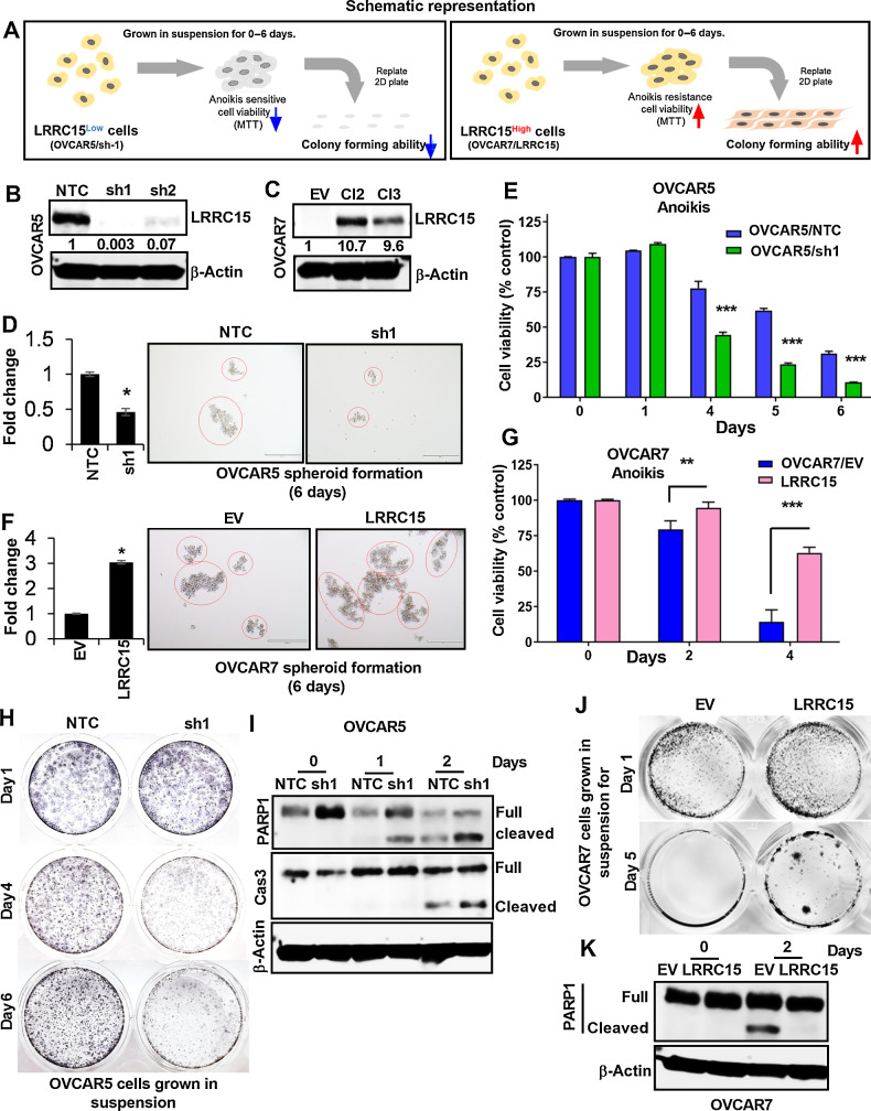 Figure 2. LRRC15 renders cells resistant to anoikis. A, Schematic representation of the experimental protocol. B and C, Immunoblot analysis of LRRC15 expression in OVCAR5 NTC and sh1/sh2 KD cells (B) and in the OVCAR7 EV-transfected control cells and Cl2 and Cl3 LRRC15 OE cells (C). β-Actin was used as a loading control. Fold change was calculated using the Image J software, normalized to endogenous control, and provided beneath the panel. D, 3D-spheroid formation assay was performed for 6 days in OVCAR5 NTC control and LRRC15 sh1 KD cells. Quantification as fold change was provided. E, OVCAR5 NTC and sh1 cells spheroids were subsequently transferred into adhesive plates for the indicated time points, followed by MTT assay. The percent cell viability was scored and plotted. Results show the mean ± SEM. F, Spheroid formation assay was performed in OVCAR7 EV control and LRRC15 OE cells and is represented as fold change. G, Cell viability assay was performed in the mentioned cells for the indicated time points in similar manner. The percent cell viability was plotted with the mean ± SEM. H, Colony-forming assay was performed with OVCAR5 NTC and sh1 spheroid culture transferred in 6-well adhesive plates and imaged upon staining with Coomassie blue for the mentioned time points. I, Immunoblot analysis of cleaved PARP1 and cleaved caspase-3 levels was performed under similar conditions for days 0 to 2. J and K, Colony-forming assay and Western blot analysis for cleaved PARP1 was performed in the OVCAR7 EV and LRRC15 overexpressed cells in a similar manner. β-actin used as loading control. **, P < 0.01; ***, P < 0.001.