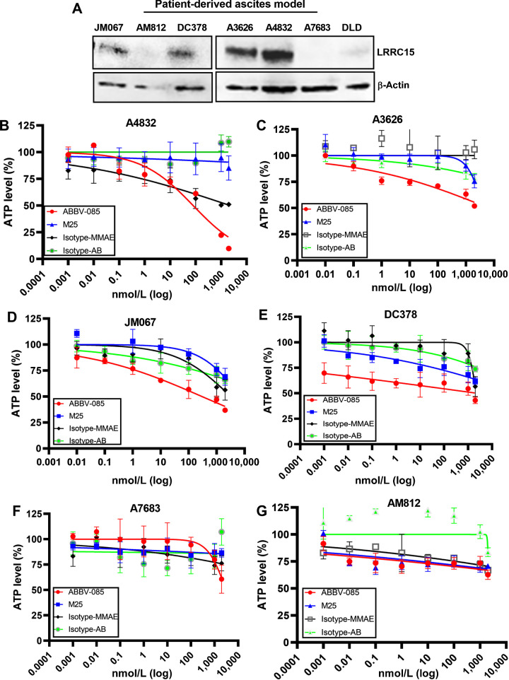 Figure 7. Treatment with ABBV-085 reduces cell viability in LRRC15-expressing human patient-derived ascites. A, Analysis of LRRC15 expression in 7 human patient-derived ascites. β-actin was shown as a loading control. B–G, Percent ATP level was analyzed upon treatment with ABBV-085 and drug controls in LRRC15 expressing A4832 (B), A3626 (C), JM067 (D), DC378 and LRRC15 (E), nonexpressing A7683 (F), and AM812 ascites (G) cells.