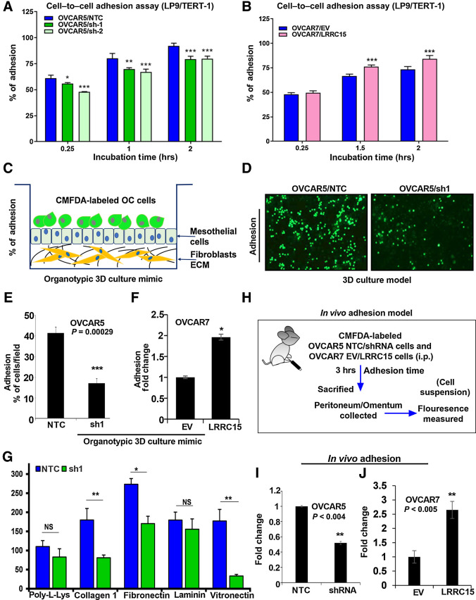 Figure 3. LRRC15 KD abrogates the adhesion phenomenon in the OC cells. A and B, OVCAR5 NTC, sh1/sh2 (A), and OVCAR7 EV and LRRC15 (B) overexpressed cells were prelabeled with fluorescent CMFDA and seeded onto the top of the LP9/TERT-1 mesothelial monolayer culture. hrs, hours. Fluorescent intensity was measured at the mentioned time points, which reflect the percent of cancer cells that gets adhered to the mesothelial layer and the percent cell adherence after normalization was plotted as mean ± SEM. C, Schematic representation of the organotypic 3D culture model of the surface layers of the omentum. OC, ovarian cancer. D, Representative images of fluorescently labeled NTC and sh1 OVCAR5 cells adhering to the 3D culture model. E, The percent adherent NTC and sh1 OVCAR5 cells were measured and plotted as mean ± SEM. F, The percent of EV and LRRC15-overexpressing (LRRC15) OVCAR7 cells adhering to the 3D culture was measured and plotted as mean ± SEM. G, OVCAR5 NTC and sh1 cells were prelabeled with CMFDA and then seeded onto the top of the culture dishes that were precoated with poly-l-lysine, collagen 1A1, fibronectin, laminin, and vitronectin, respectively. Percent adhered cells were represented as mean ± SEM. H, Schematic representation of the in vivo adhesion assay in NSG mice model of ovarian cancer. In vivo adhesion was performed by intraperitoneal injection of CMFDA-labeled NTC and LRRC15 shRNA OVCAR5 cells or EV and LRRC15 OVCAR7 cells in female NSG mice (n = 3/group). After 3 hours, the mice were sacrificed and the peritoneum/omentum tissues were collected, cancer cells dissociated, and fluorescence intensity was measured in the cell suspension. I and J, The fold change in fluorescent intensity was plotted as a measure of adhesion for NTC vs. LRRC15 shRNA cells (I) and EV vs. LRRC15 overexpressing cells (J). NS, not significant; *, P < 0.05; **, P < 0.01; ***, P < 0.001.