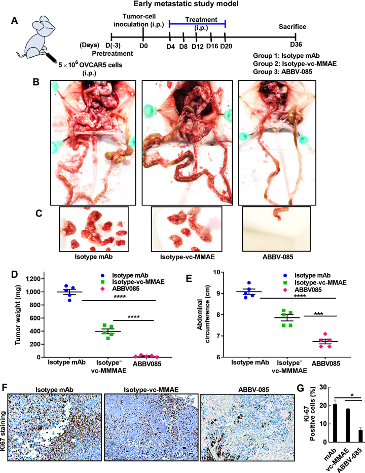 Figure 6. ABBV-085 prevents peritoneal adhesion and inhibits tumor growth in early metastatic model of OVCAR5 xenografts. A, Schematic representation of the early metastatic study model in mice ovarian cancer xenograft. B, Pretreatment with control Isotype-mAb antibody (6 mg/kg), the Isotype-vc-MMAE-E2 drug control (6 mg/kg), and ABBV-085 (6 mg/kg) was initiated 3 days prior, followed by intraperitoneal OVCAR5 inoculation. Treatment was continued for 2 weeks as described previously and the animals were euthanized at day 36. Representative images of the mice with the tumor burden and metastatic nodes are shown. C, Representative images for the tumor burden per mice for the three treatment groups are provided. D, Graphical representation of the excised tumor weights in the 3 treatment cohorts. E, Abdominal circumference of each animal was measured on the day 36 across the treatment groups. F, Ki67 staining in each of the treated group was performed. G, Percent of Ki67-positive cells was quantified and is represented. *, P < 0.05; ***, P < 0.001; ****, P < 0.0001.