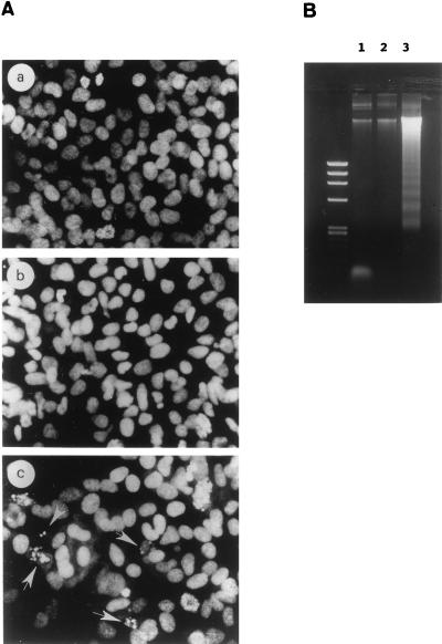 FIG. 8