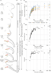 Fetal trunk and trunk wrinkle development a), Schematic drawings of African elephant fetuses.