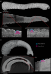 Visualization of trunk wrinkles in microCT scans of an Asian and an African baby elephant trunk (a), Volume rendering of a microCT-scanned Asian baby elephant trunk.