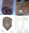 Left- and right-trunkers have more wrinkles on the left and right trunk sides, respectively (a) Image of a left-trunker with the trunk tip and distal trunk shaft of an Asian elephant.