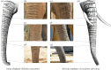 Asian (E. maximus) and African (L. africana) elephants differ in trunk morphology, including trunk wrinkles.